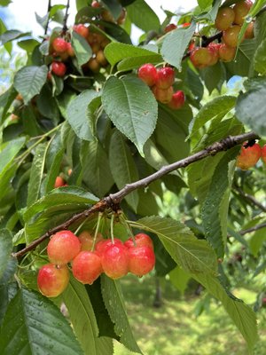 PYO cherries open 6/14/22