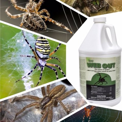 Web Out Spider Control!  Kills spiders and stops webs from being built on sprayed surfaces.  Use in your house, garage, yard, vacation home.