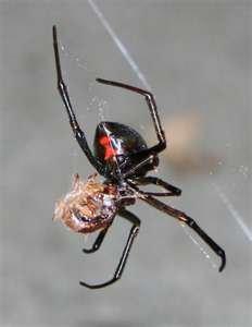 black widow spider