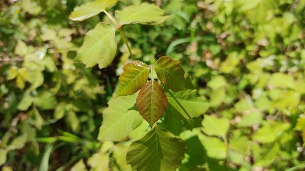 Pesky Pete's Poison Ivy Removal