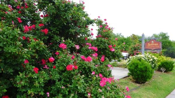 Some of the most beautiful landscaping in town.