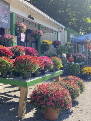 Farm to table plants, flowers, and vegetables