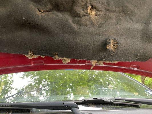 Rodent made a home under my Range Rover Bonnet.