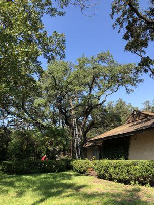 Max Tree Trimming & Landscaping