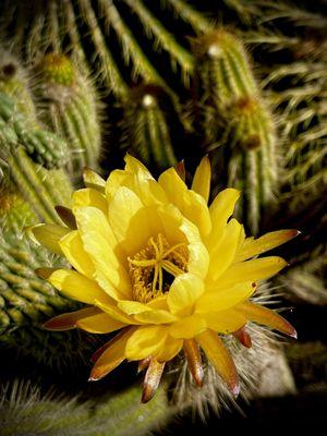 May 2024, flowering cactus.