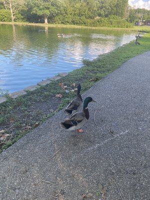 Ducks