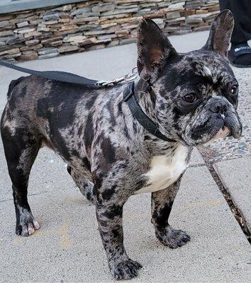 Female merle french bulldog