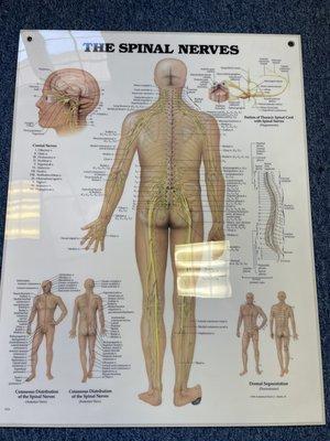 Spinal nerves.