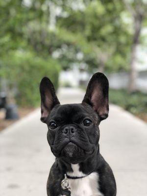 Vdara Dog Park