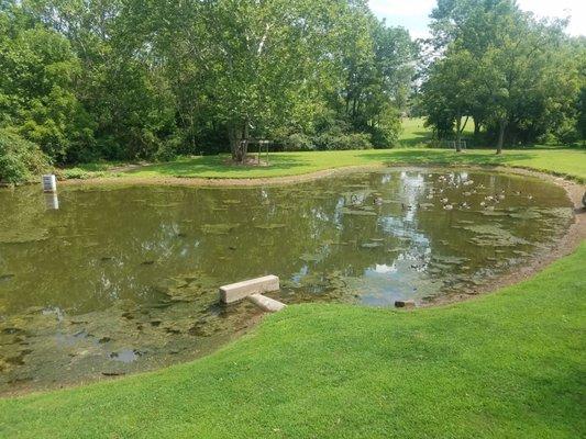 A bigger view of the pond.