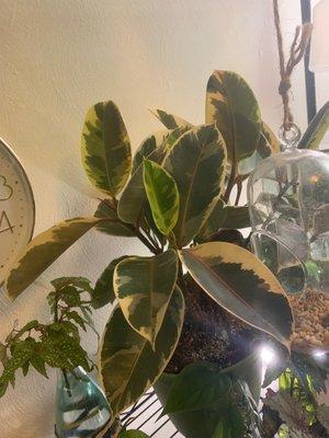 Variegated Rubber Plant