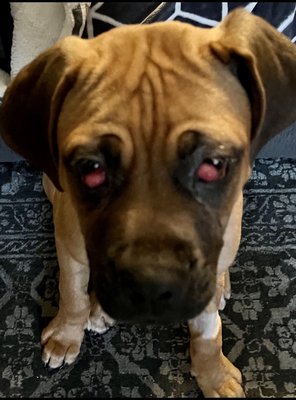 Before - double cherry eye