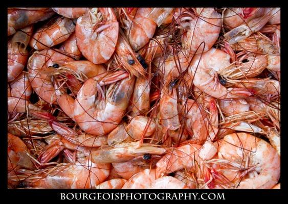 Mississippi Gulf Coast Shrimp