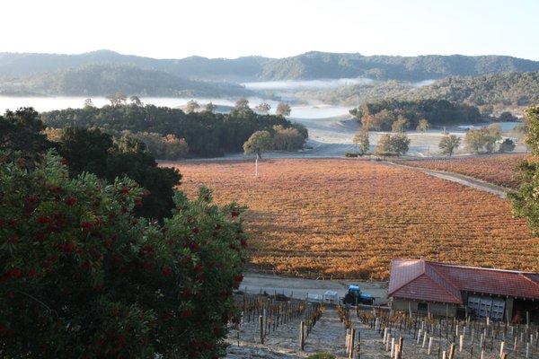 Vineyard in the Fall. Look at the ocean influence with the morning fog in the background