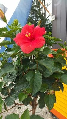 Thank you, Riverside Nursery, for the beautiful hibiscus trees! Beautiful, hearty, healthy. And the fiber optic grass is fun!!