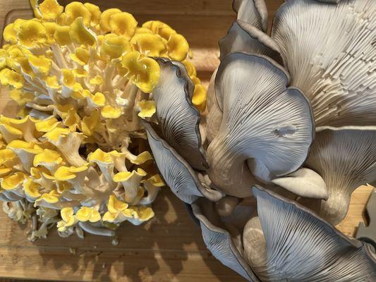 Golden oyster mushrooms & blue oyster mushrooms.