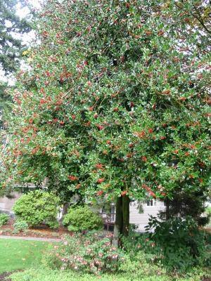 The Holly Tree