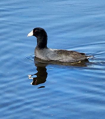 American coot