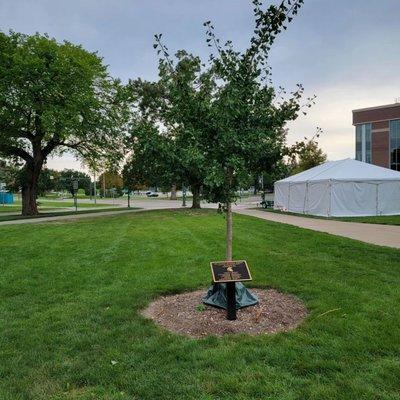 Ginkgo tree, west of the International Center