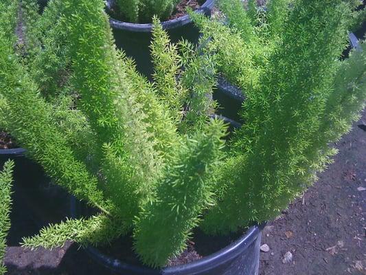 "Asparagus Fern" 5 gal.