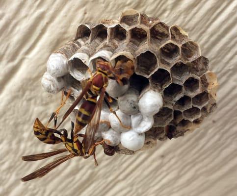 It took a gallon or two of dousing my entire front porch with Spott's wasp poison to eradicate these two yellow-jackets