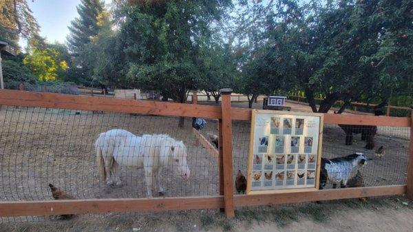 We use to be able to feed these sweeties but some crazy person fed a goat something bad and it died ;(