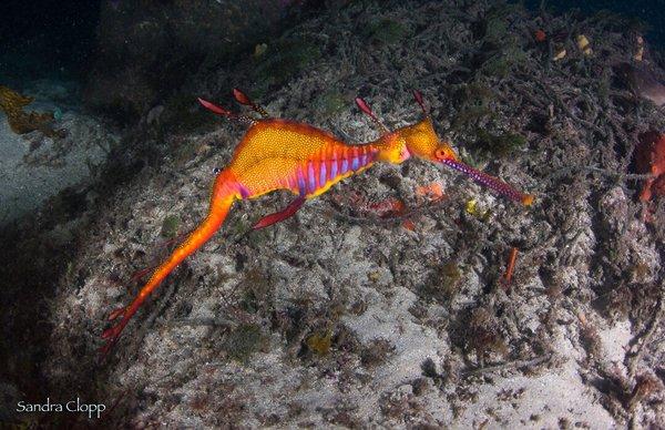 Sea Dragons off Sydney with Abyss Scuba!