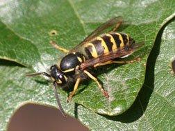 The Western Yellow Jacket