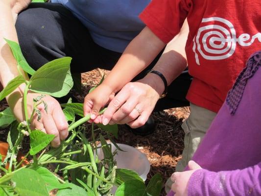 The children grow a garden annually.