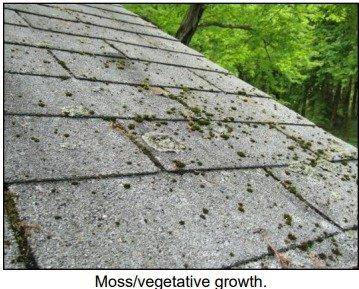 Moss on a roof.