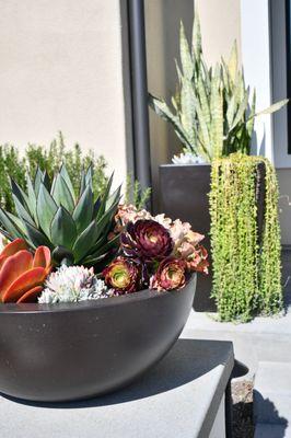 This set of modern planters include carefully and artfully selected desert plant species, creating a perfect addition to hardscape designs.