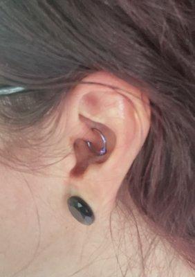 Daith piercing, anodized titanium