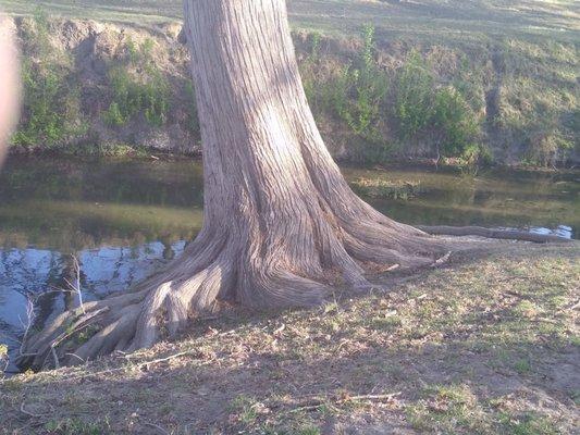 Large Cypress tree