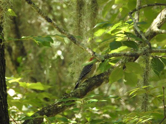 Red-bellied Woodpecker