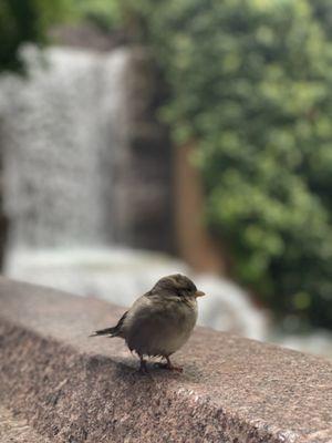 Our little friend while having breakfast