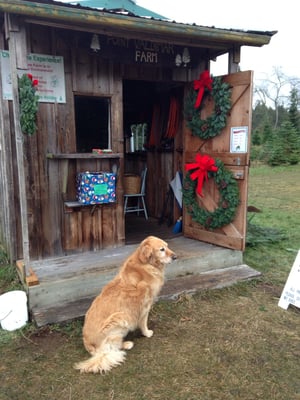 Odin, our 8 year old golden retriever.