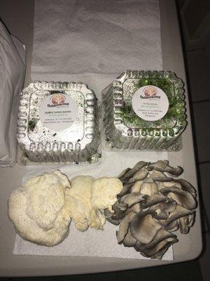 Blue Foot & Lion's Mane Mushrooms and 2 types of Radish Microgreens