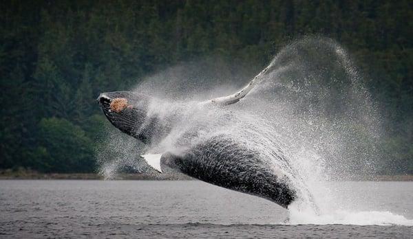 Breaching Humpback whale while on tour. Things to do in Alaska.