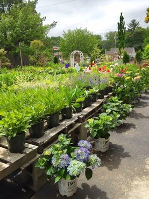 variety of preneals and hydrangea