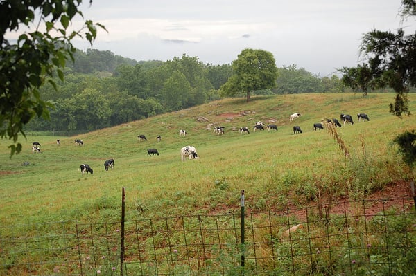 Hey cows, why you so majestic?