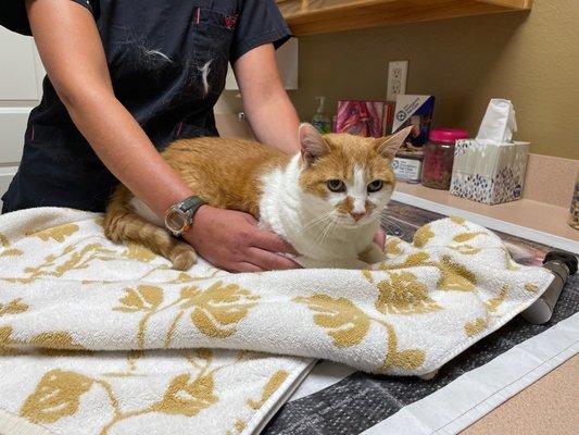 Our senior girl getting her annual exam from compassionate techs and vets