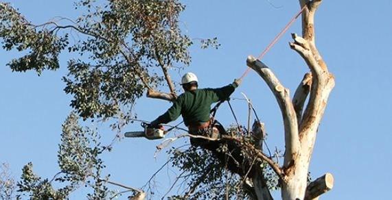 Pauley's Tree Service