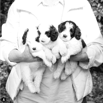 Pilot being handled as a puppy