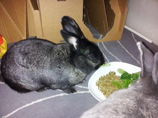 Bun-Buns RUSSELL & GREYWALD are so cute when they eat!