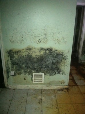 Basement mold