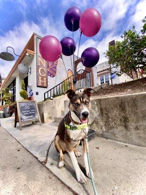 Leash training in Kensington