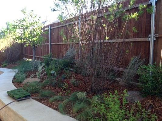 A low water back yard landscape of a happy customer.