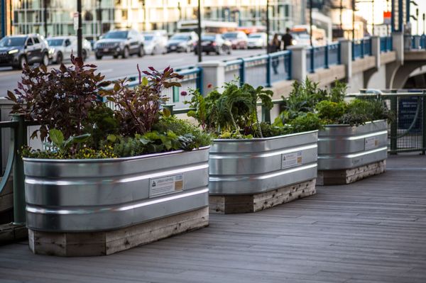 Planters at Independence Wharf