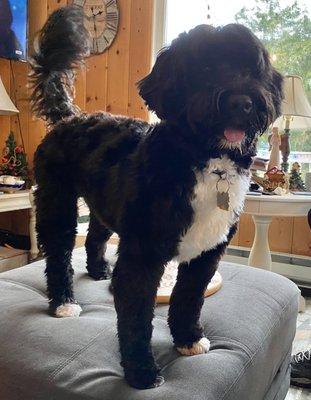 Portuguese Water Dog with retriever cut just as I asked.