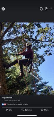 Grizzly Tree Service